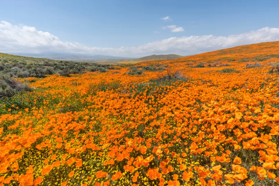 View of field of blooming orange poppies in Antelope Valley, California